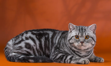 Британская короткошёрстная кошка — British Shorthair, BRI, Shorthair
